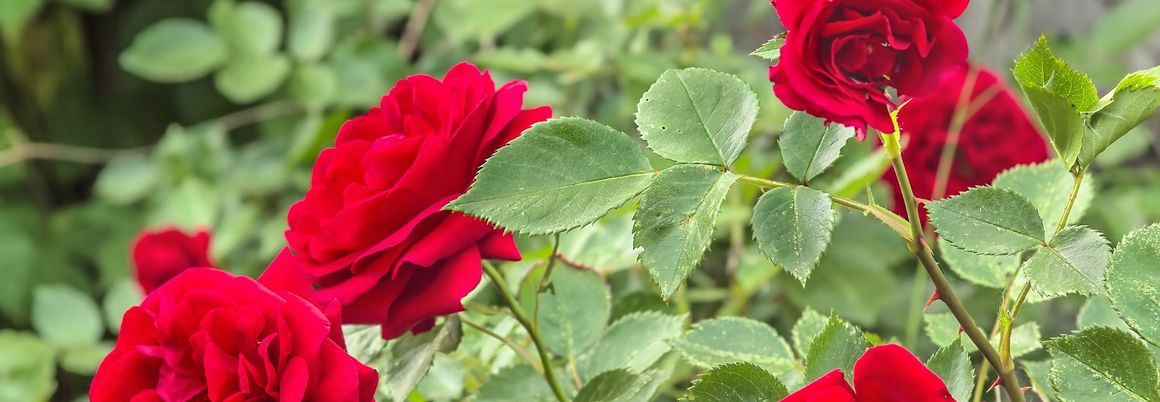 Rote Rosen Blüten